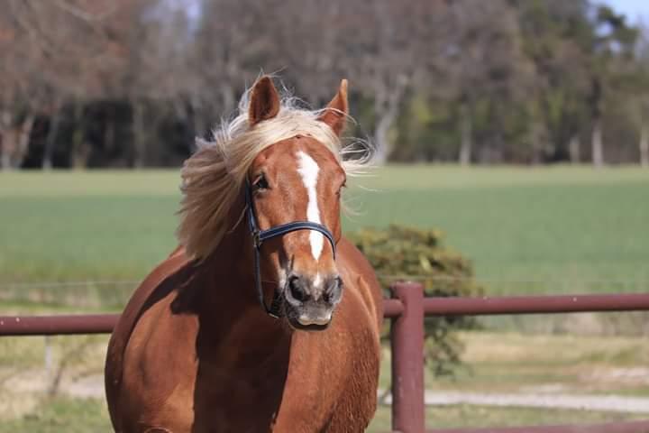 Schleswiger Hertug solgt  billede 13
