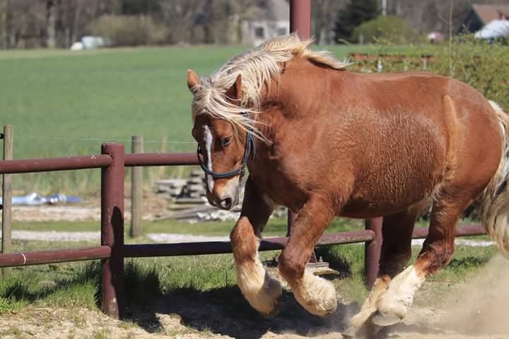 Schleswiger Hertug solgt  billede 14