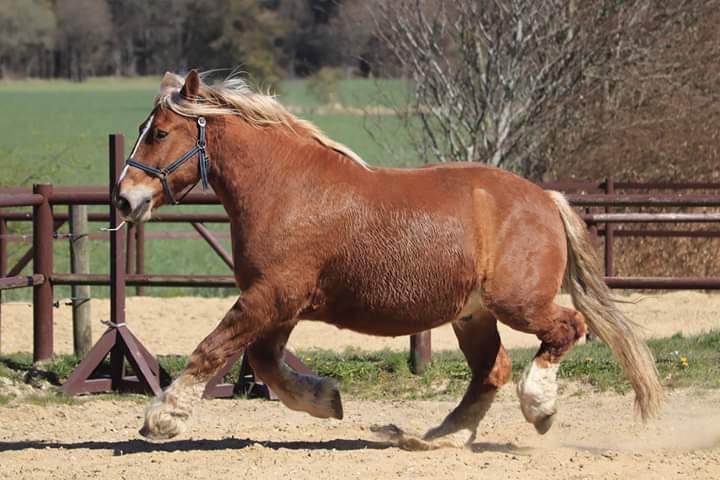 Schleswiger Hertug solgt  billede 15