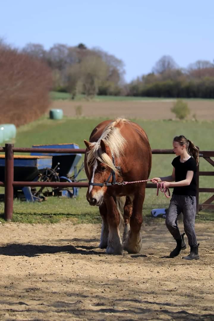 Schleswiger Hertug solgt  billede 16