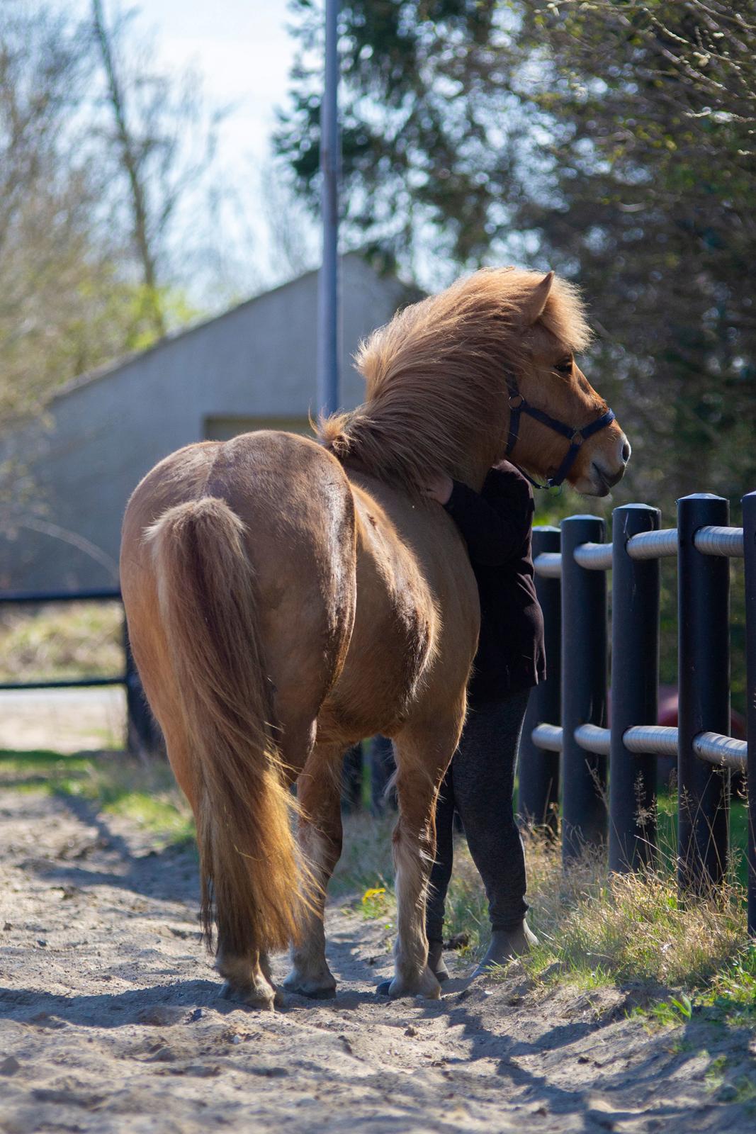 Anden særlig race Aslan billede 19