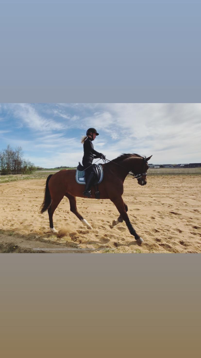 Dansk Varmblod Patchouli billede 9