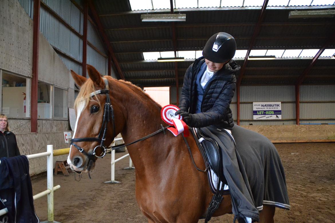 Dansk Varmblod Tovdal's D-Jay billede 11