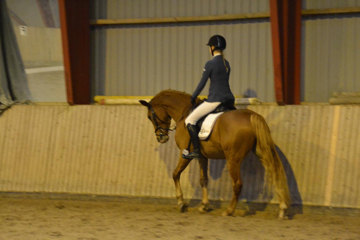 Dansk Varmblod Tovdal's D-Jay billede 12