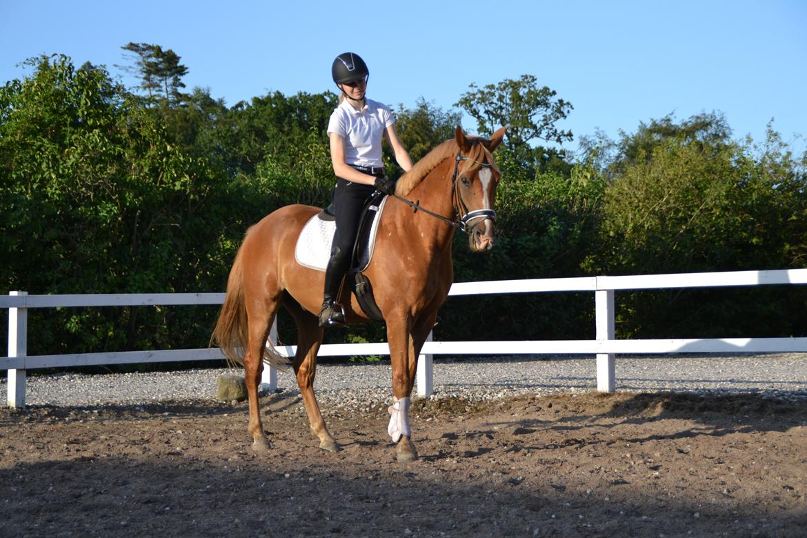 Dansk Varmblod Tovdal's D-Jay billede 10