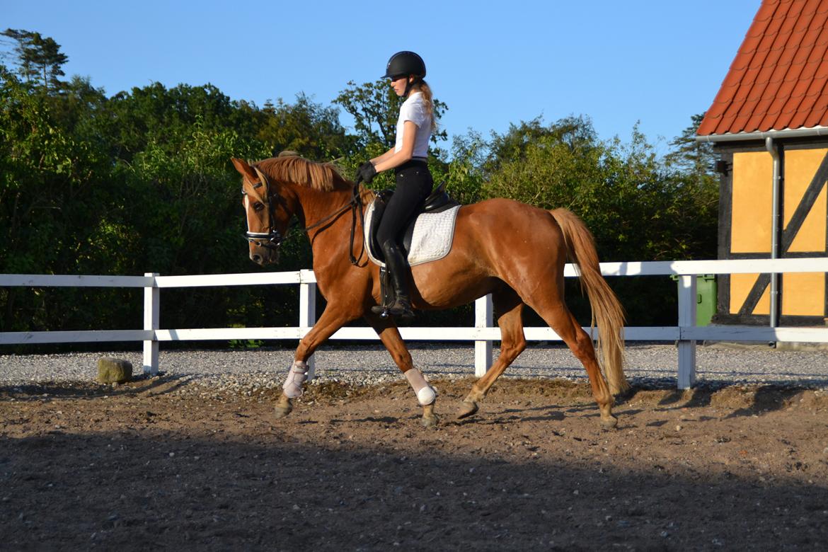 Dansk Varmblod Tovdal's D-Jay billede 3