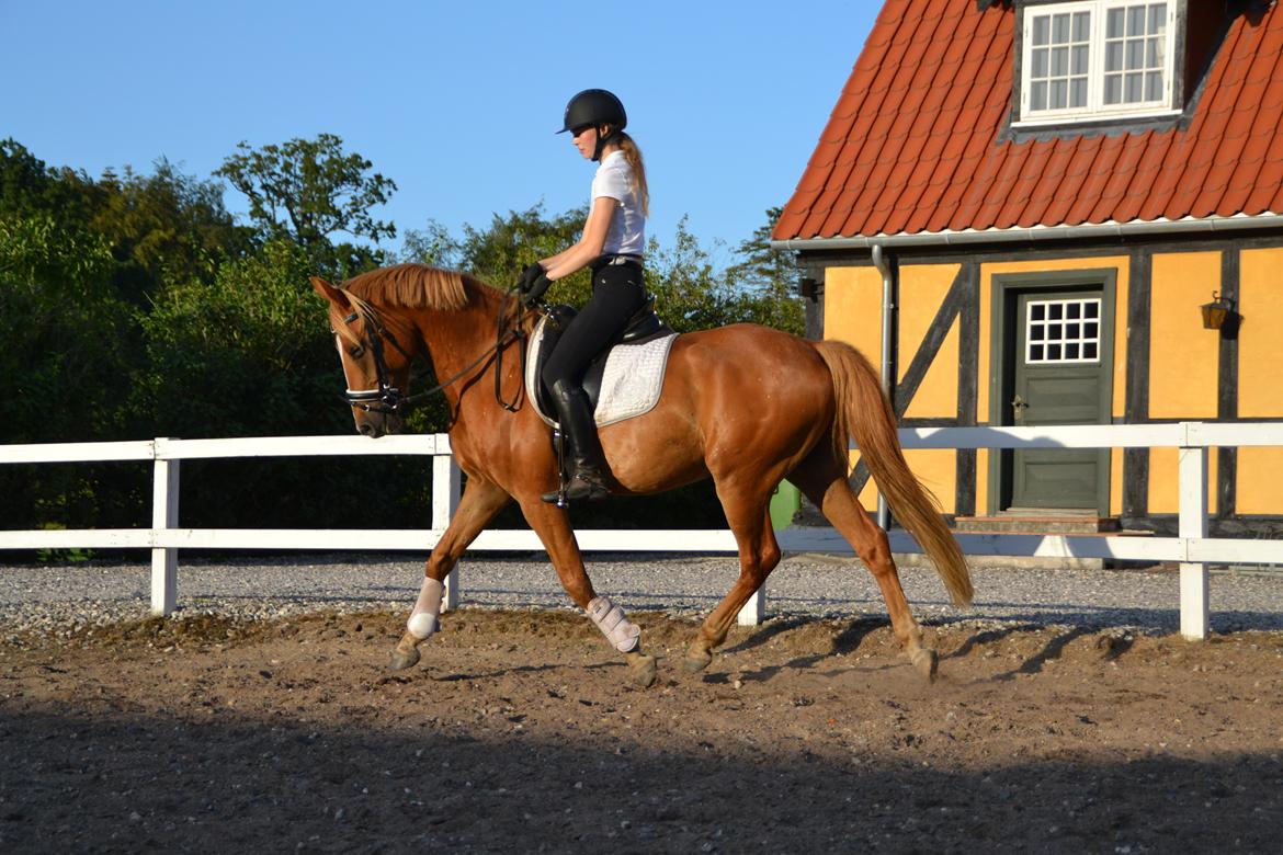 Dansk Varmblod Tovdal's D-Jay billede 8