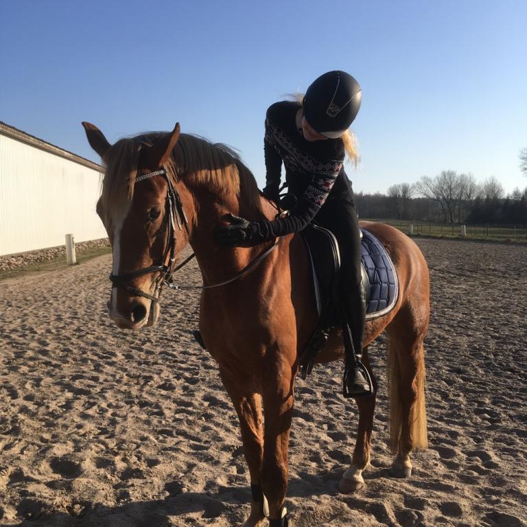 Dansk Varmblod Tovdal's D-Jay billede 9