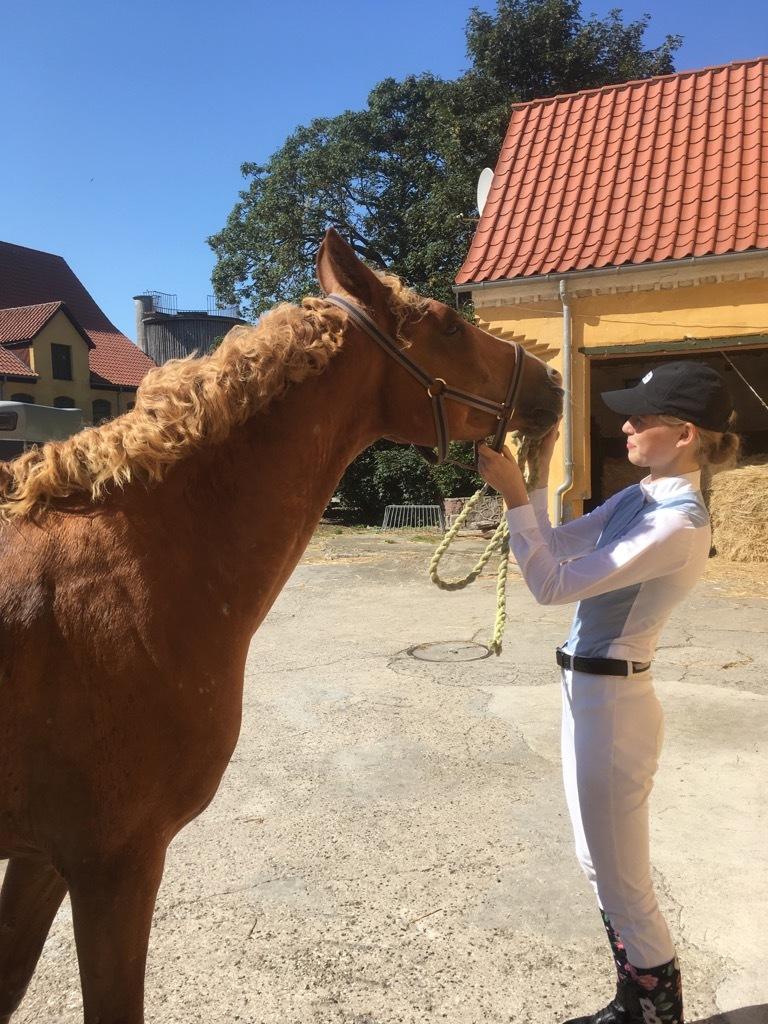 Dansk Varmblod Tovdal's D-Jay billede 13