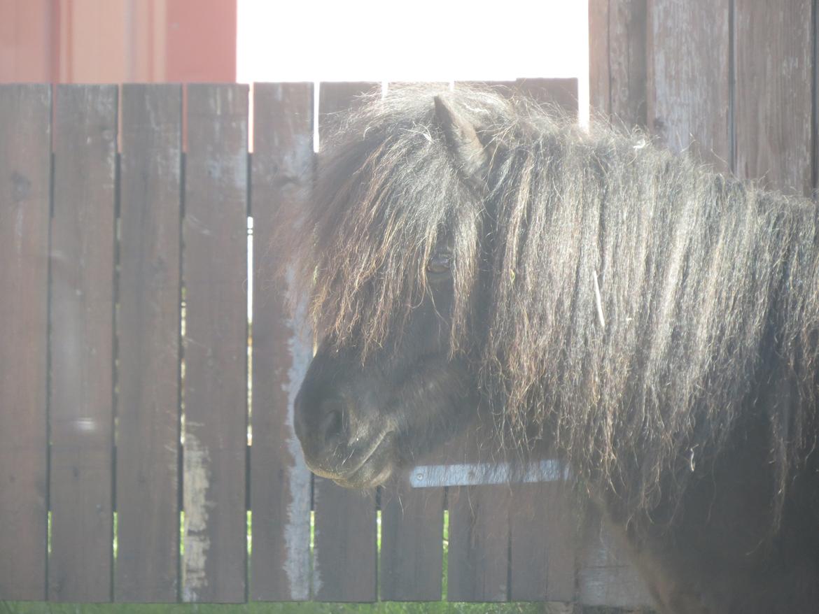 Shetlænder Maskot - Charme, selvtillid og lækkert hår! billede 1