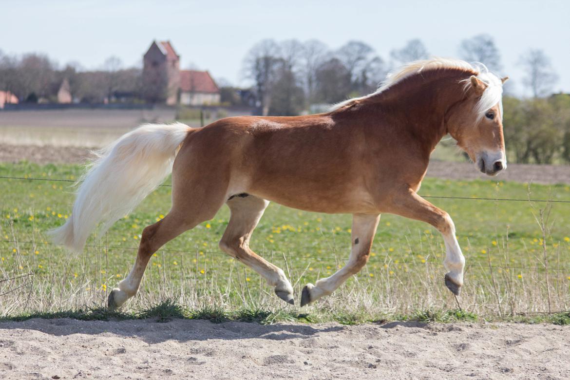 Haflinger Stroller - Hauge Photo 2020 billede 6