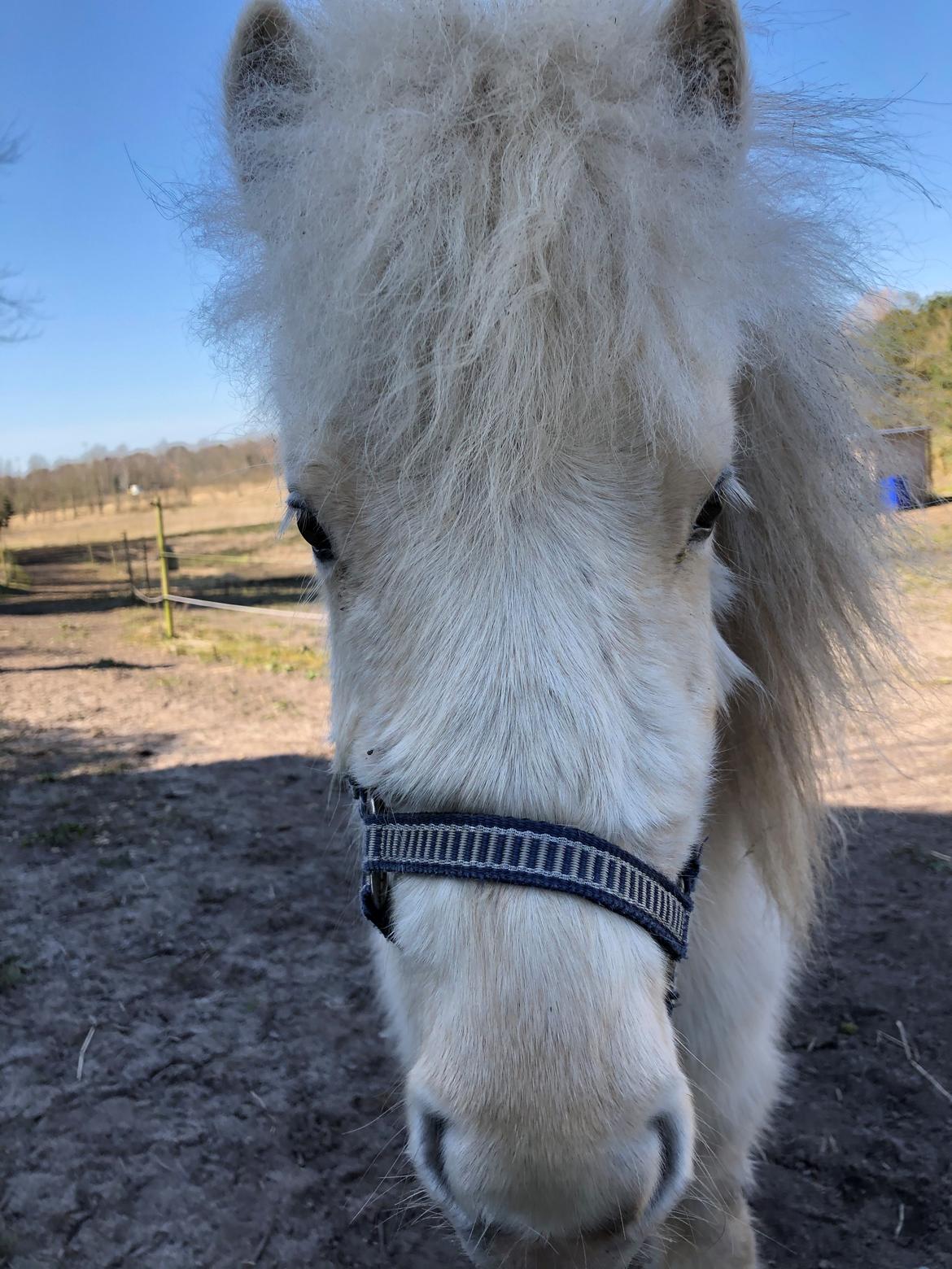 Knabstrupper Bakkehøj's Butterfly billede 6