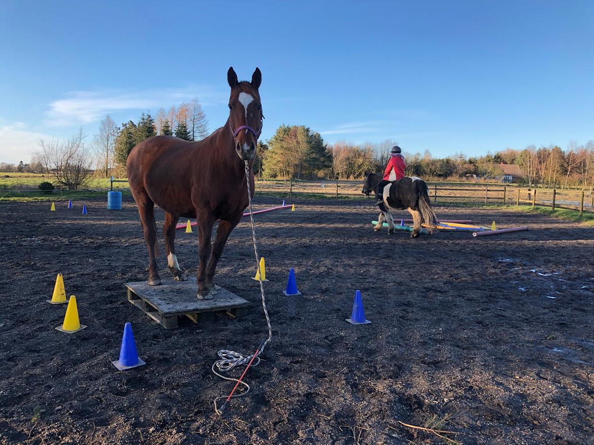 Anden særlig race Cassiopeia billede 13