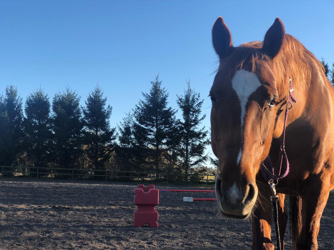 Anden særlig race Cassiopeia billede 18