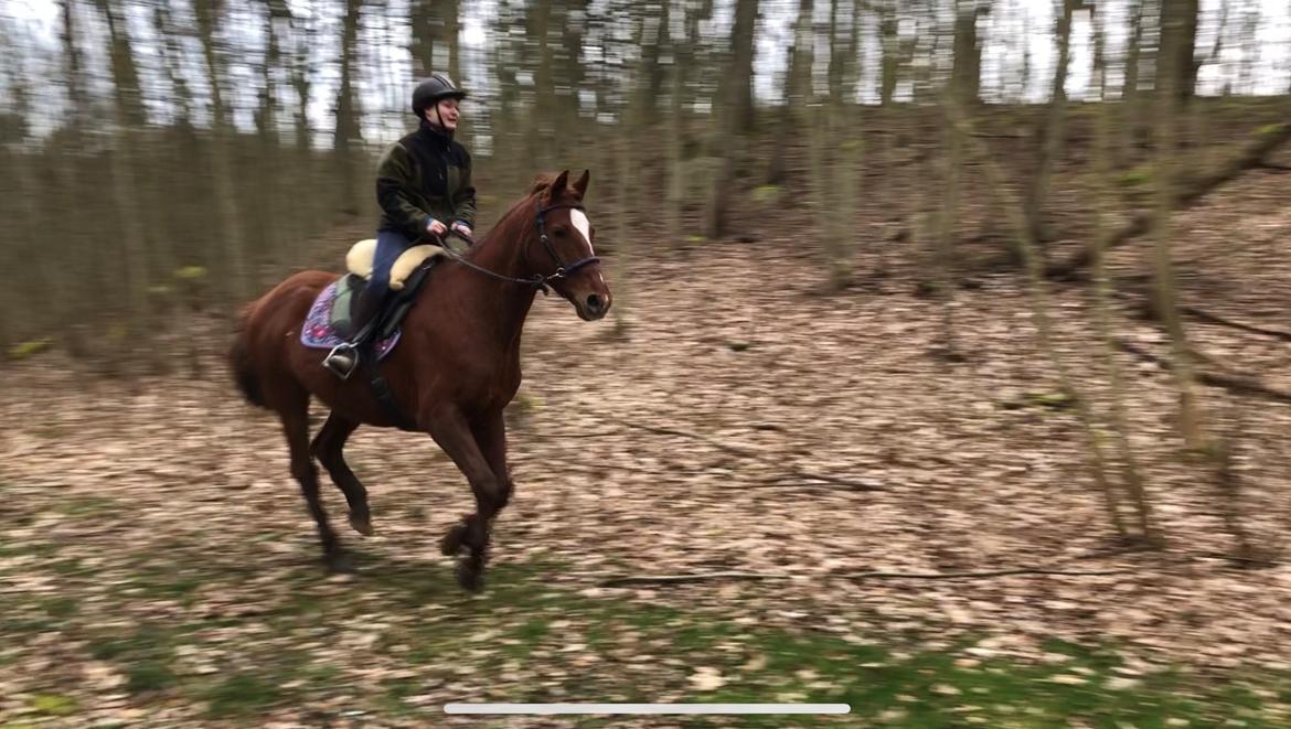 Anden særlig race Cassiopeia billede 19