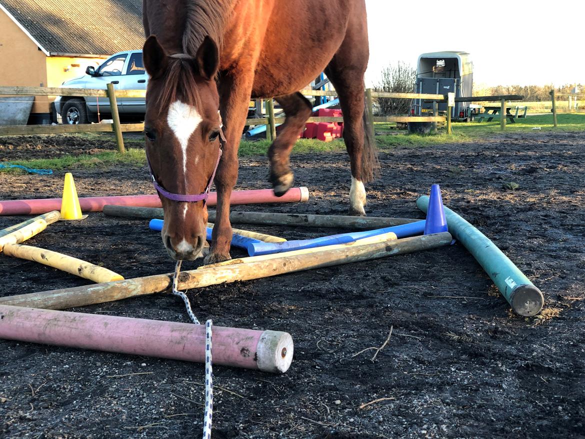 Anden særlig race Cassiopeia billede 20