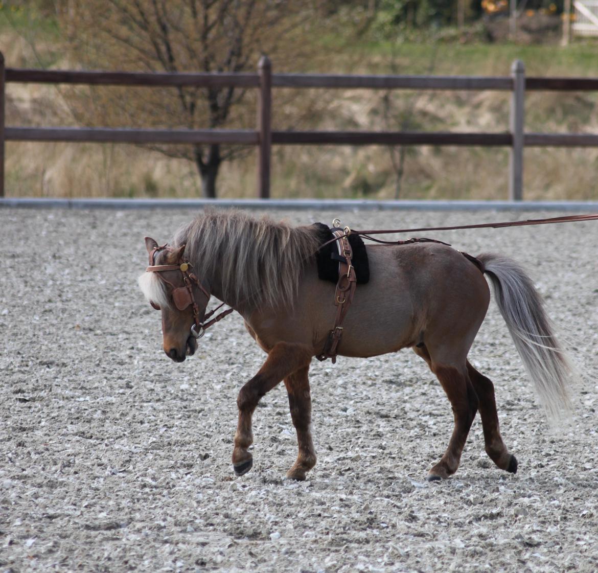 Amerikansk Miniature Bob Marley Is A Superstar billede 11