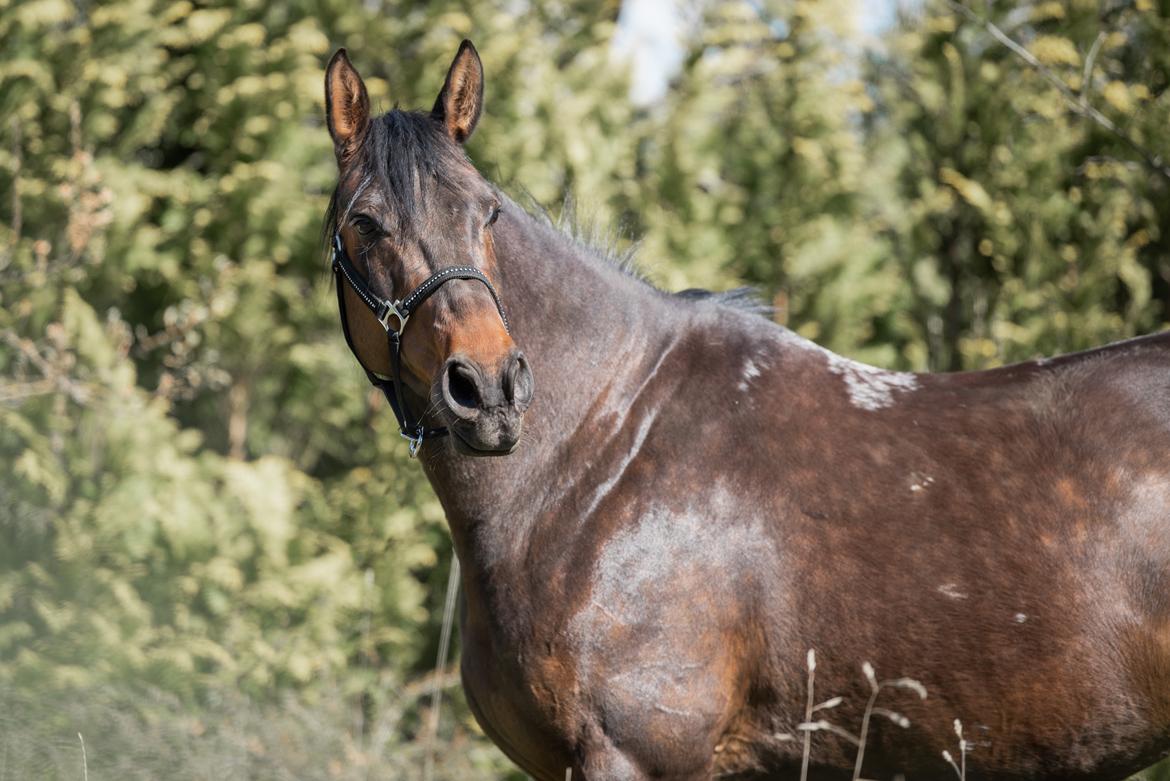 Anden særlig race | Madonna - ♥ April 2020. billede 11