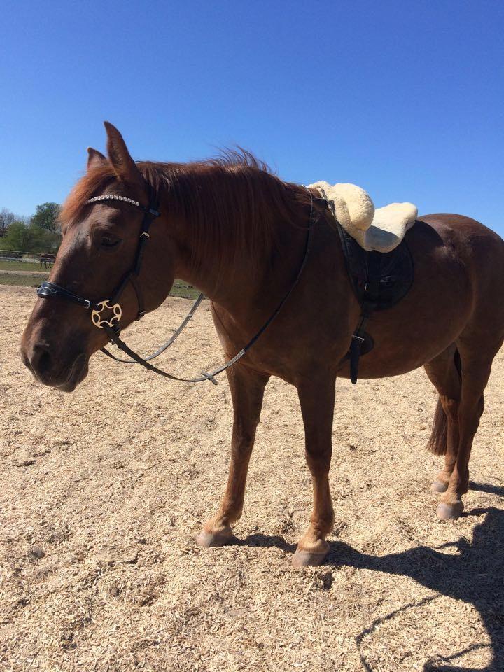 Anden særlig race Kalinka  billede 16