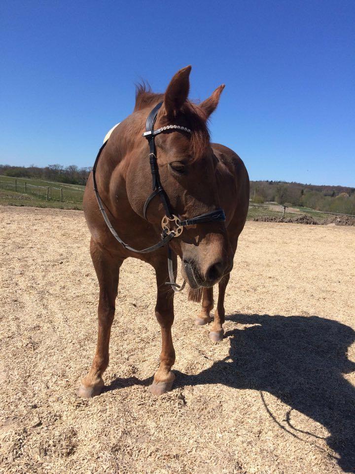 Anden særlig race Kalinka  billede 11