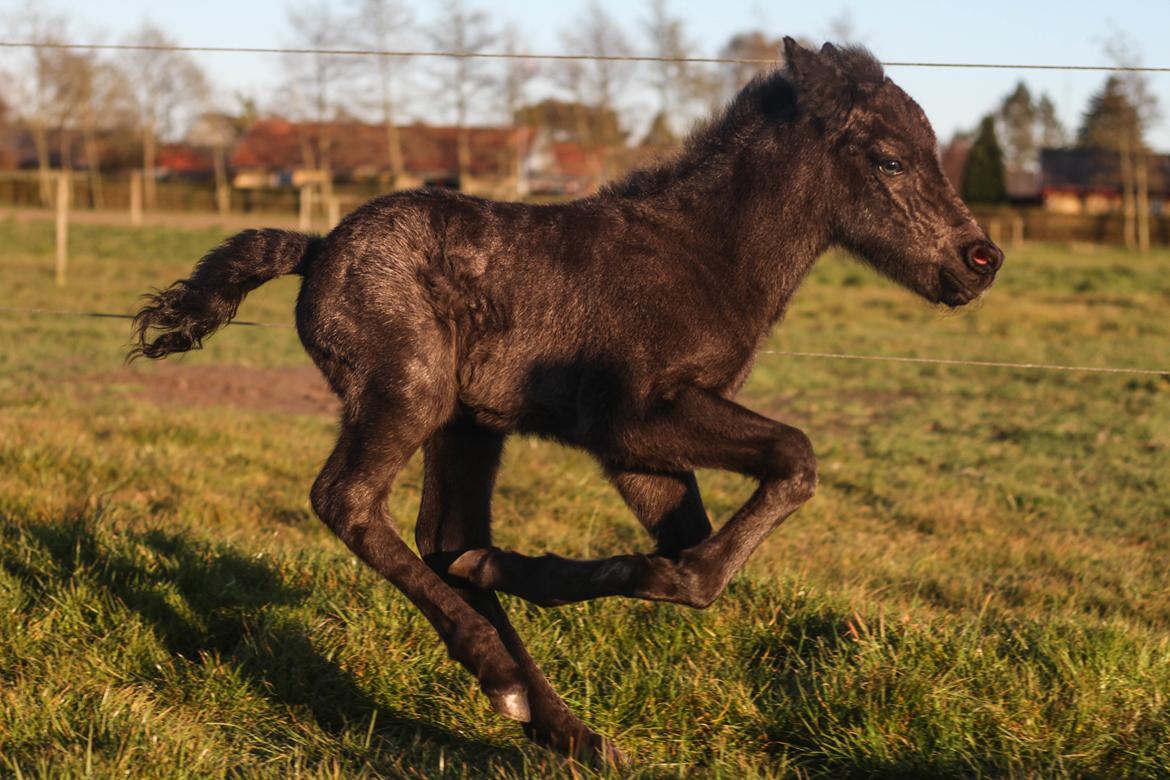 Islænder Litli Litfari fra Bach - Se lige hvor hurtigt jeg kan løbe! billede 8