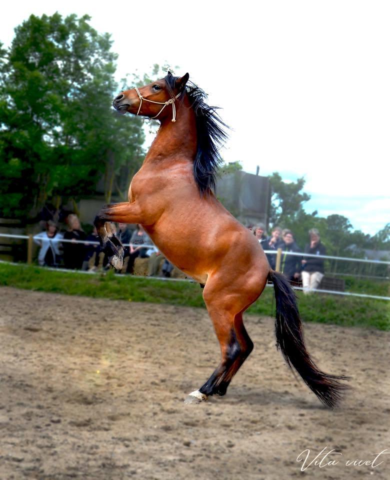 Welsh Partbred (Sec F) DJ Malthe Soleil - Malthe optræder til åben hus, 2 år gammel. billede 9