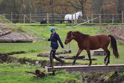 Welsh Partbred (Sec F) DJ Malthe Soleil - Til mountain trail stævne (som vi vandt) 2 år gammel. billede 7