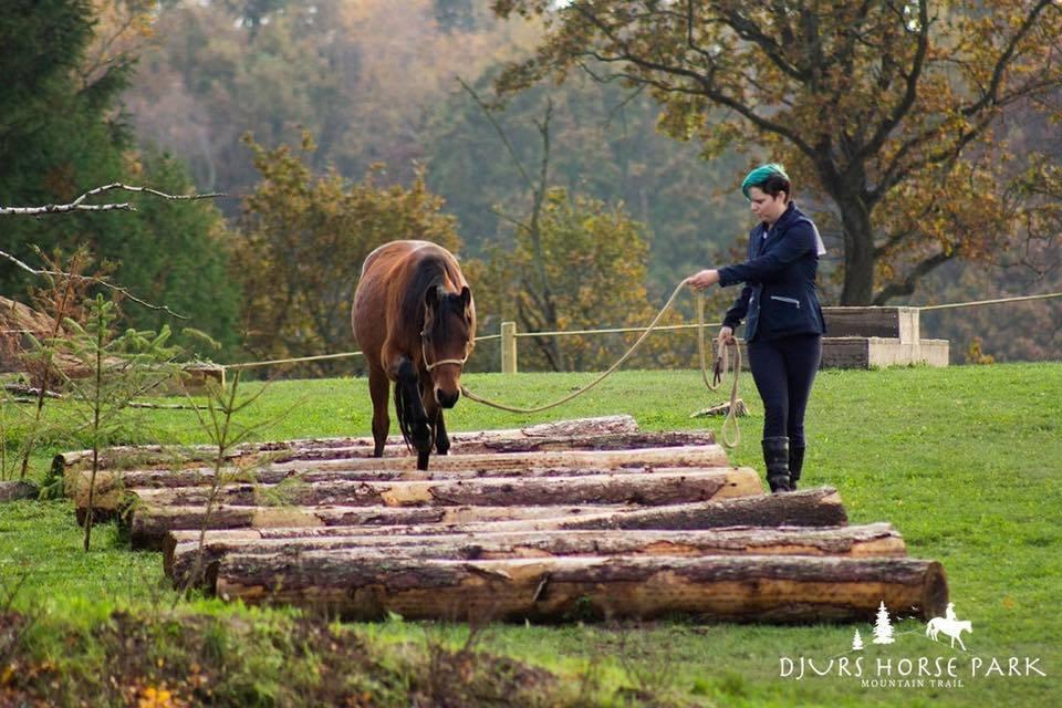 Welsh Partbred (Sec F) DJ Malthe Soleil - Til mountain trail stævne (som vi vandt) 2 år gammel. billede 8