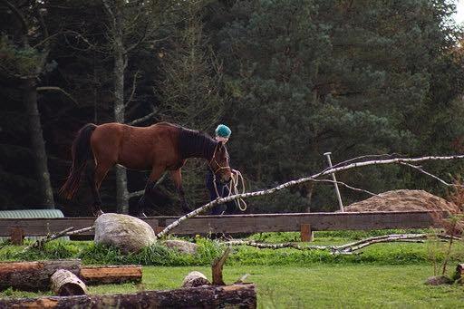 Welsh Partbred (Sec F) DJ Malthe Soleil - Til mountain trail stævne (som vi vandt) 2 år gammel. billede 6