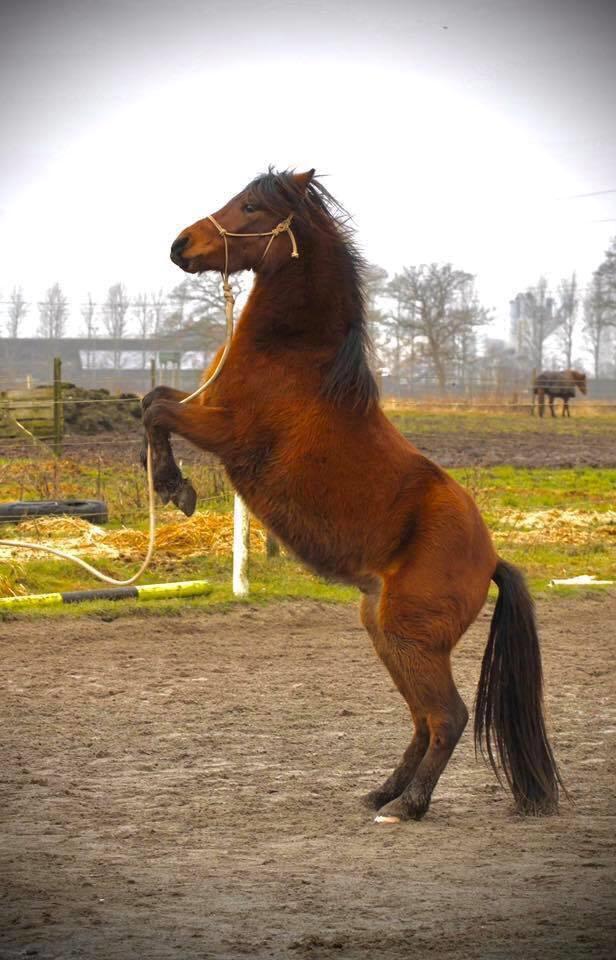 Welsh Partbred (Sec F) DJ Malthe Soleil - Malthe, 3 år gammel. billede 3