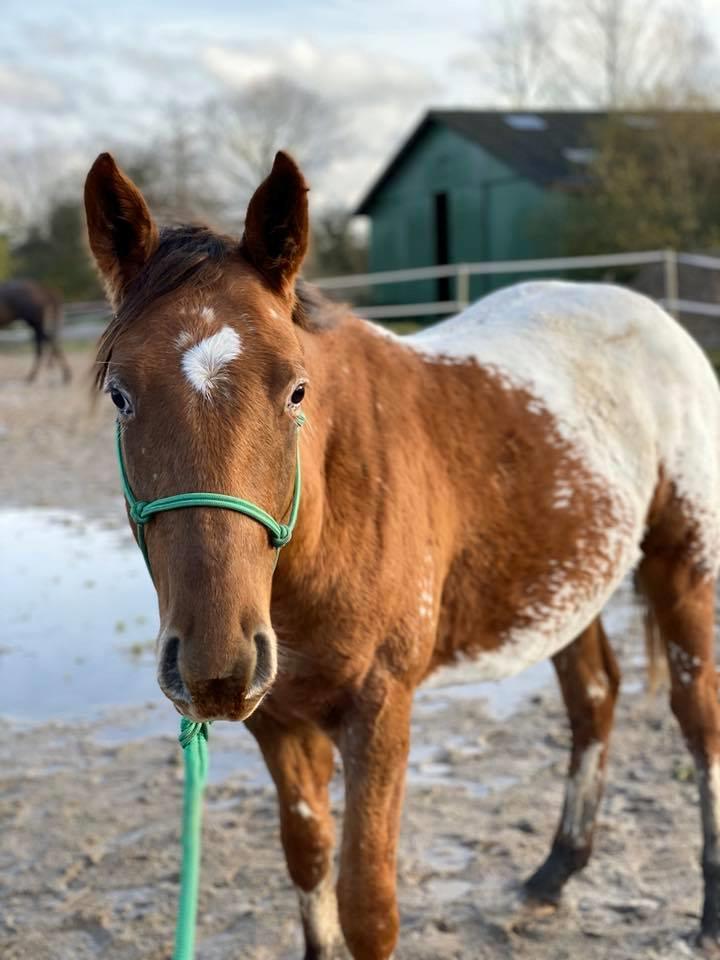 Appaloosa Oliver The Arrow - Oliver, 1 år gammel. billede 11