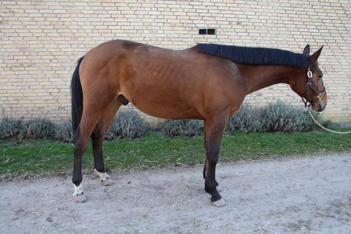 Dansk Varmblod Frømajgårds Hercules billede 2