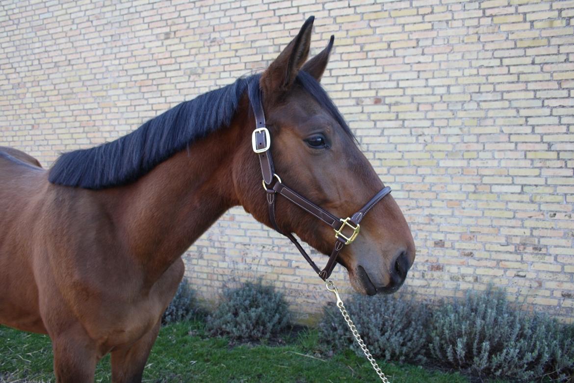 Dansk Varmblod Frømajgårds Hercules billede 1