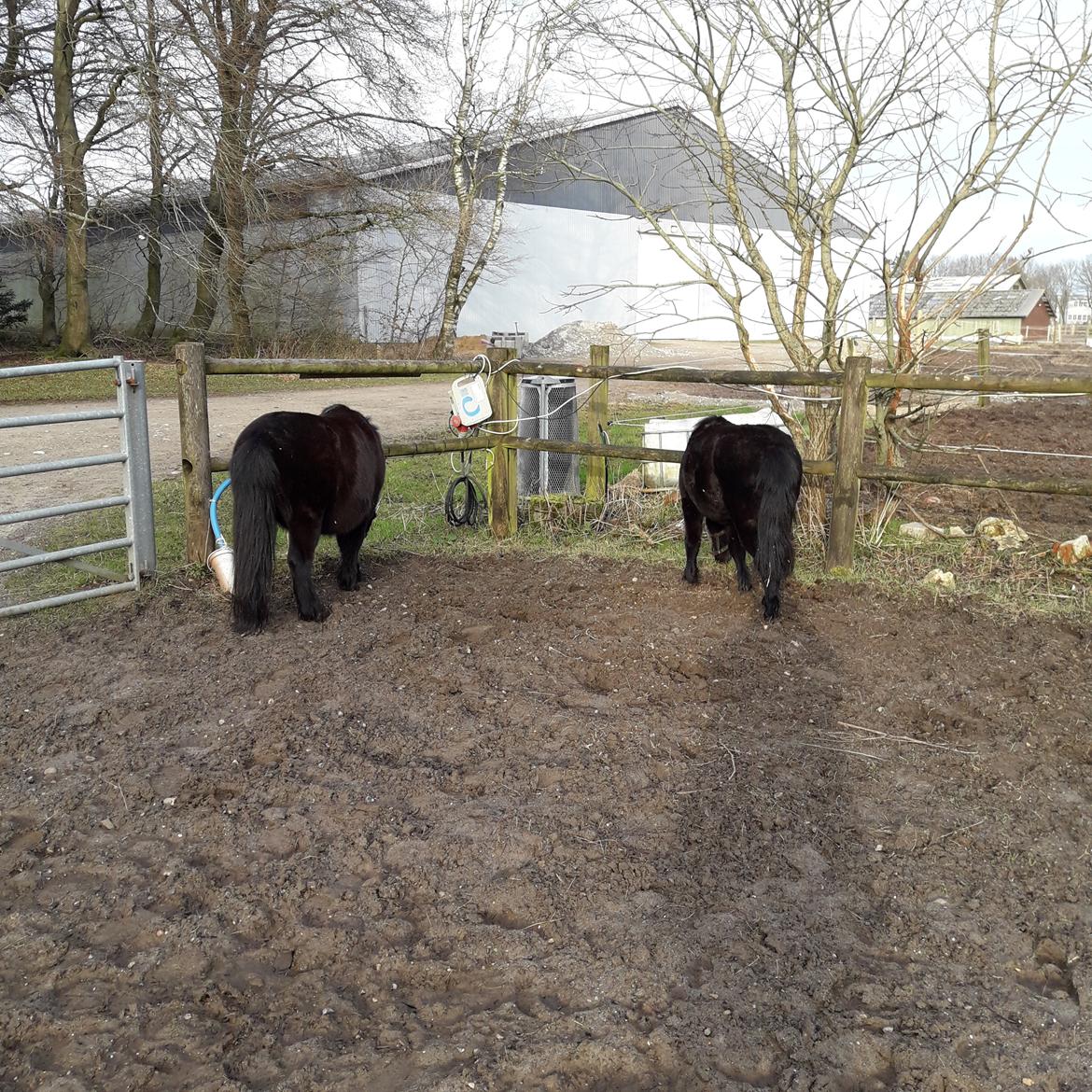 Anden særlig race Guliver Brandybuck billede 4