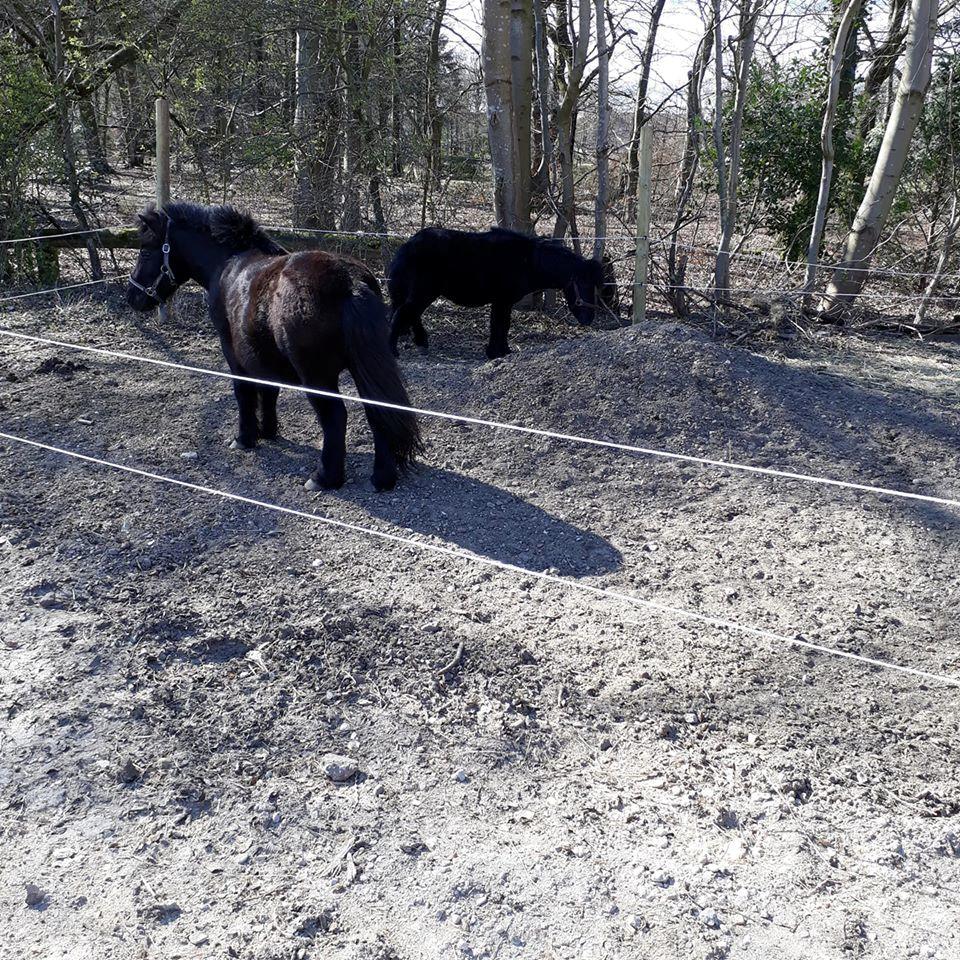 Anden særlig race Guliver Brandybuck billede 3
