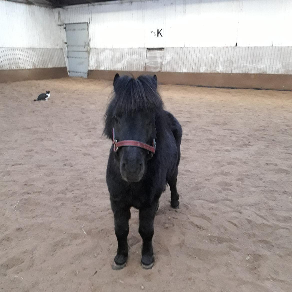 Anden særlig race Guliver Brandybuck billede 2