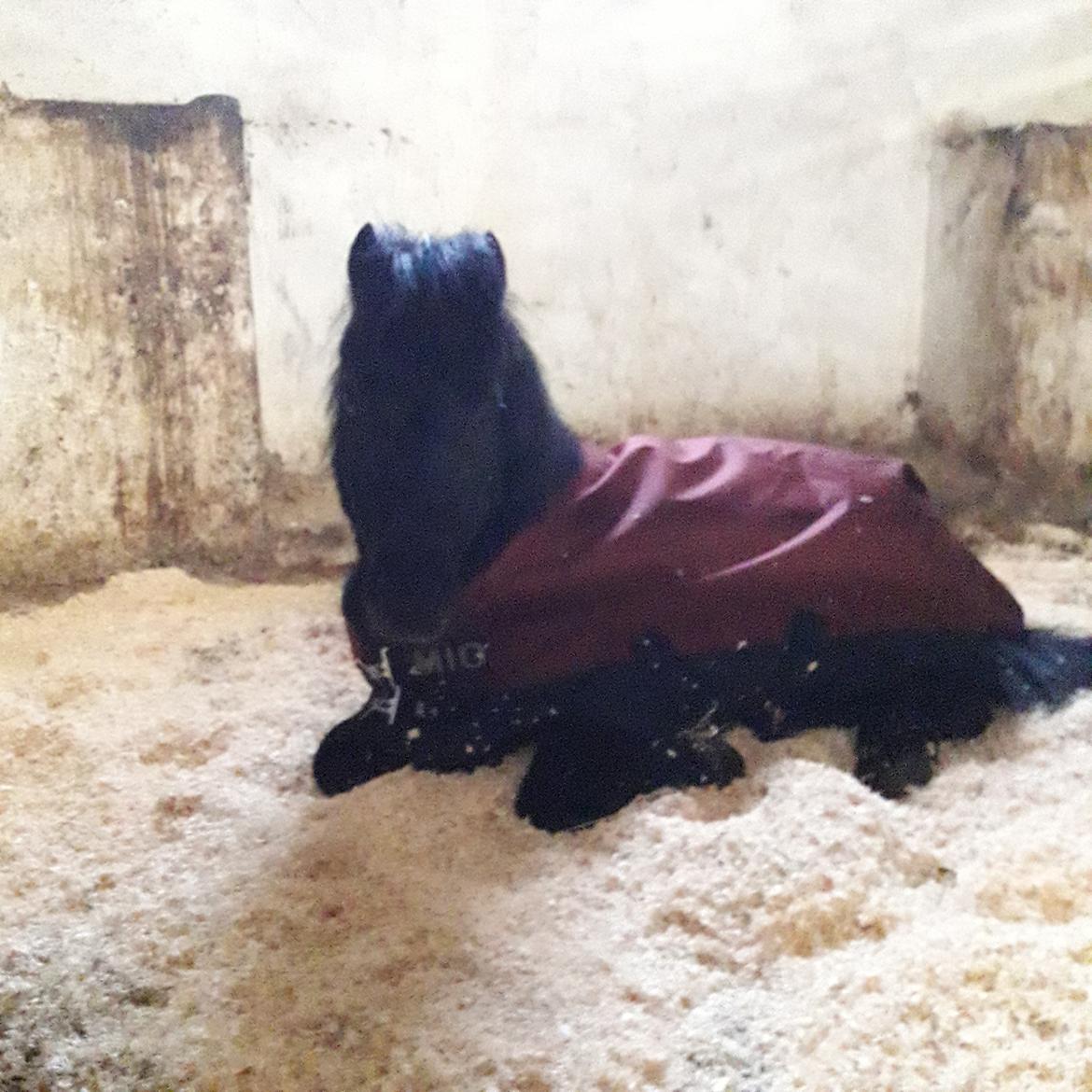 Anden særlig race Guliver Brandybuck billede 5