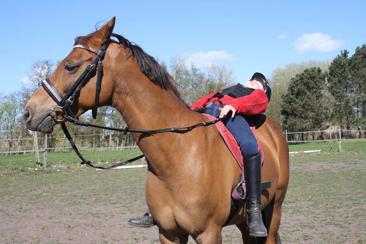 Tysk Sportspony Any billede 15