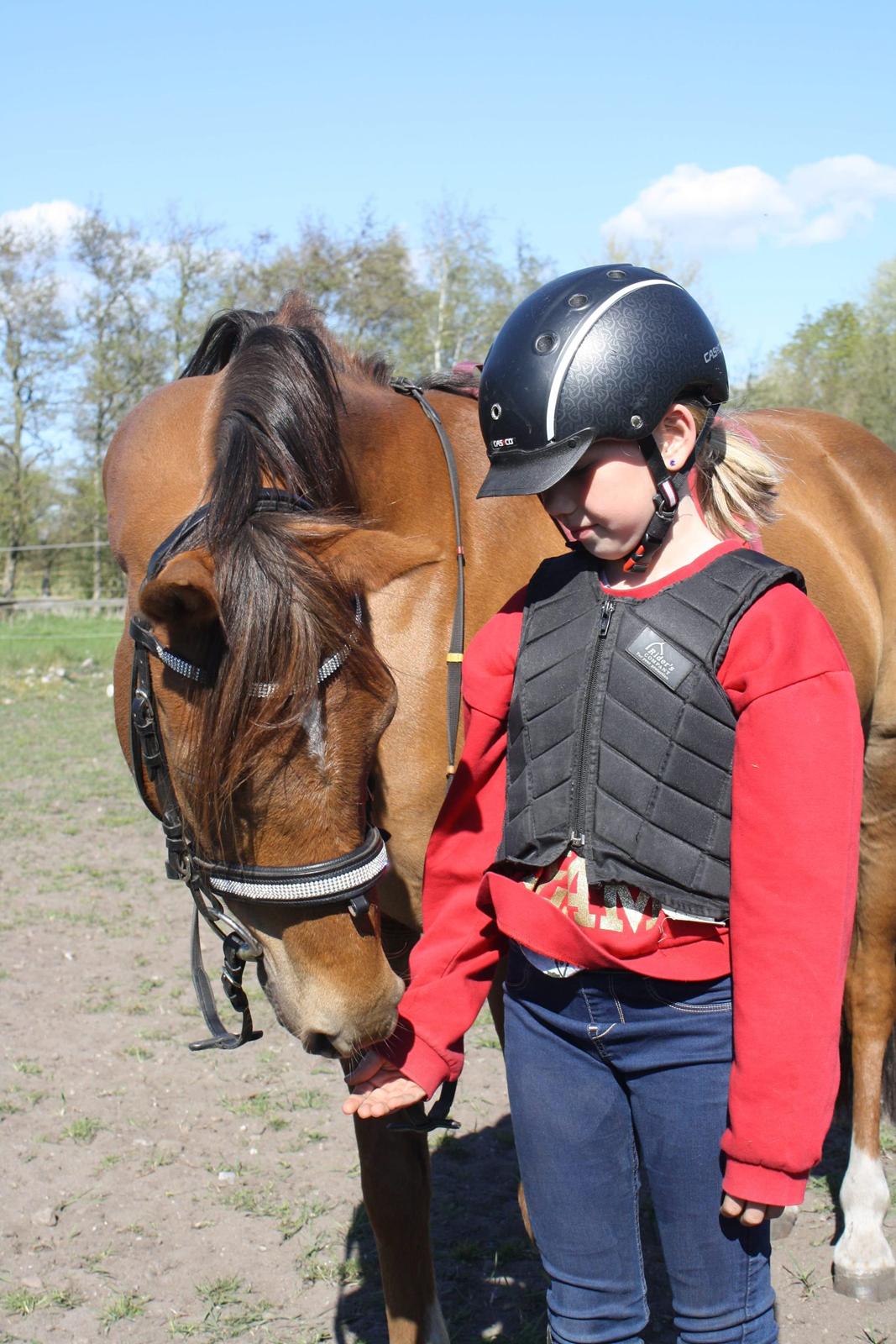 Tysk Sportspony Any billede 1