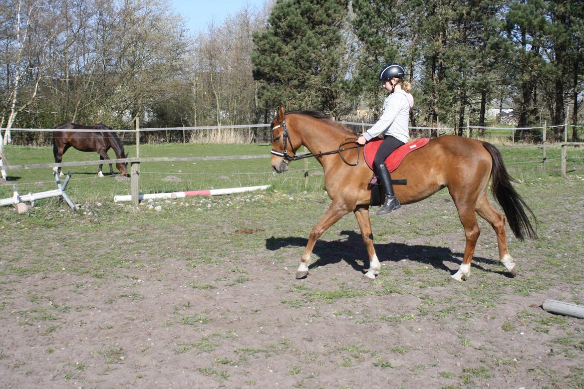 Tysk Sportspony Any billede 14