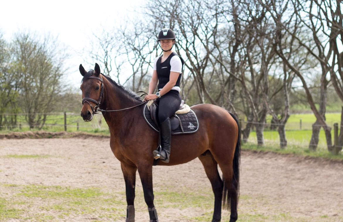 Dansk Varmblod Ups II (Uffe) billede 3