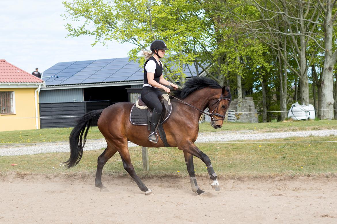 Dansk Varmblod Ups II (Uffe) billede 4