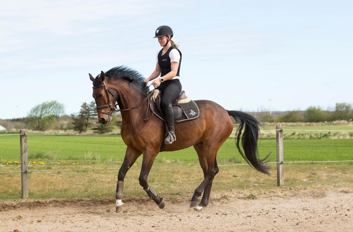 Dansk Varmblod Ups II (Uffe) billede 5