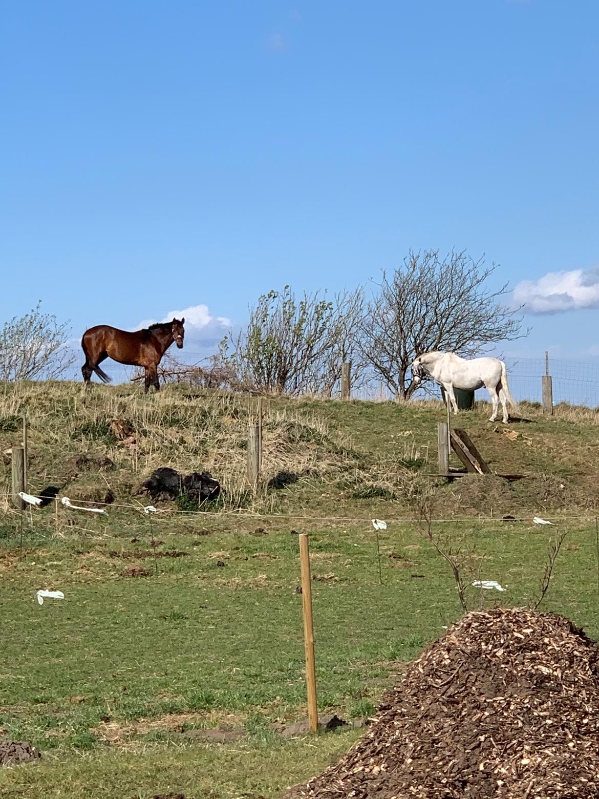 Dansk Varmblod Ups II (Uffe) billede 6