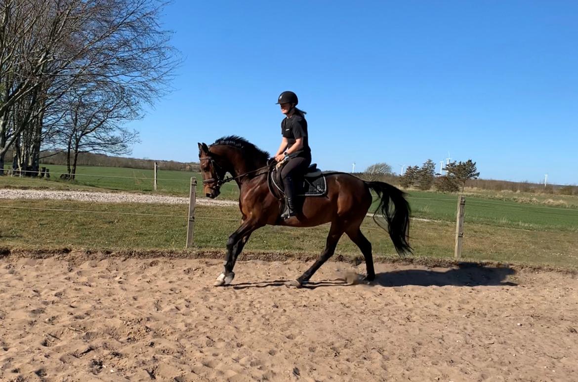 Dansk Varmblod Ups II (Uffe) billede 8