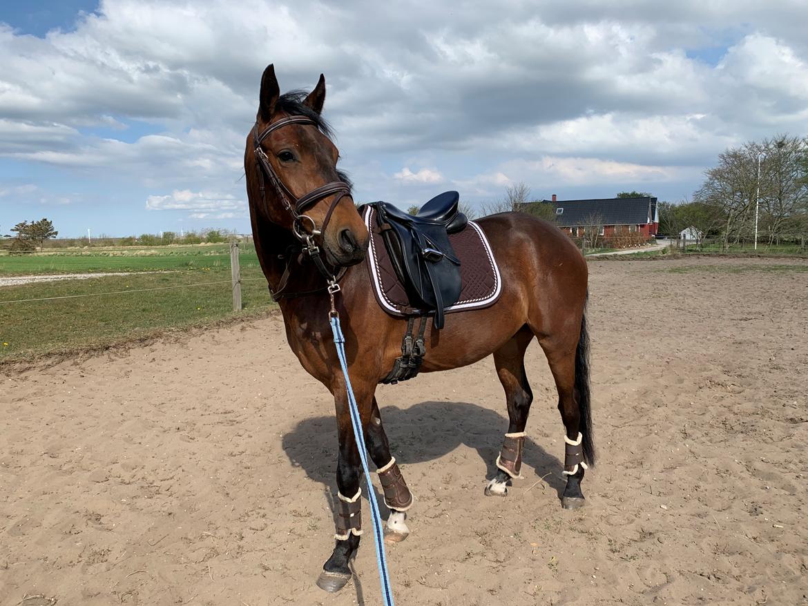 Dansk Varmblod Ups II (Uffe) billede 7