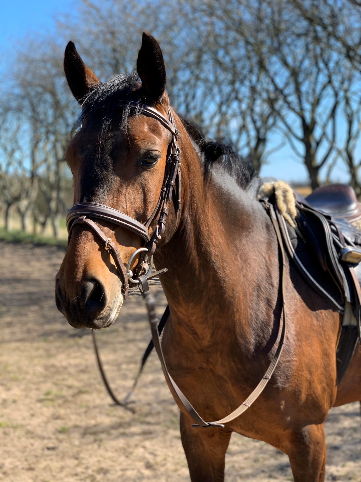 Dansk Varmblod Ups II (Uffe) billede 10