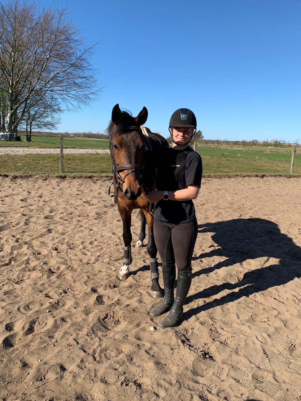 Dansk Varmblod Ups II (Uffe) billede 9