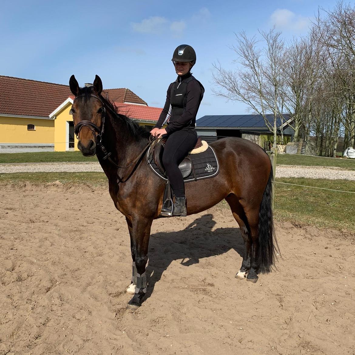 Dansk Varmblod Ups II (Uffe) billede 12