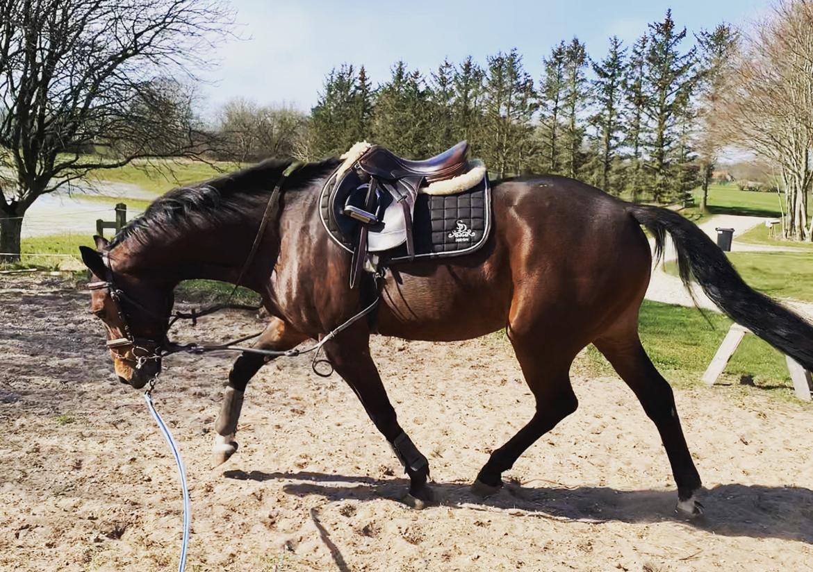 Dansk Varmblod Ups II (Uffe) billede 13